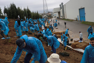 Our forestation project