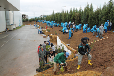 Our forestation project