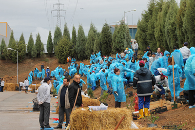 Our forestation project